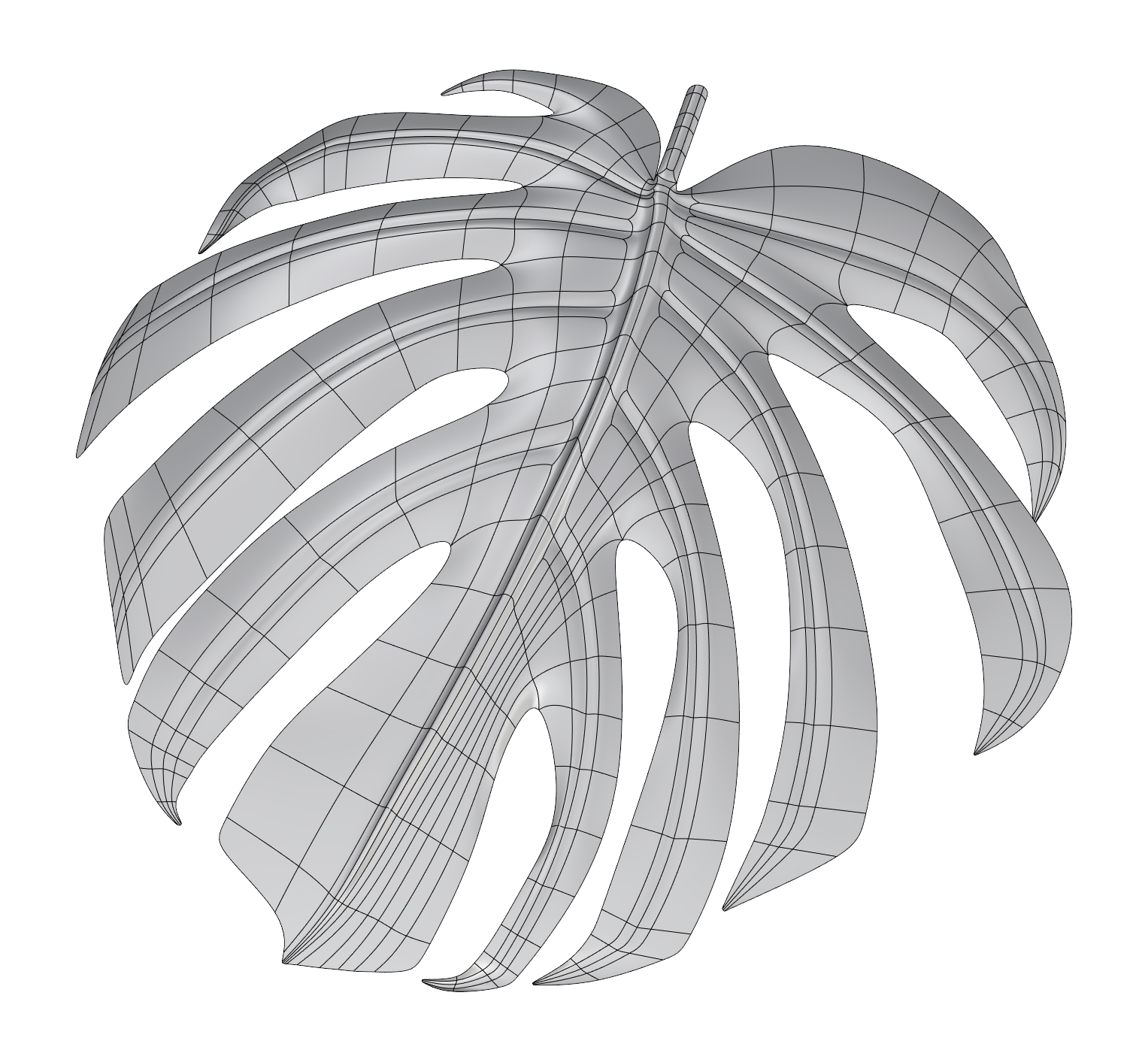 Foglia di monstera ricostruita in Rhinoceros con modellazione SubD, vista con isocurve